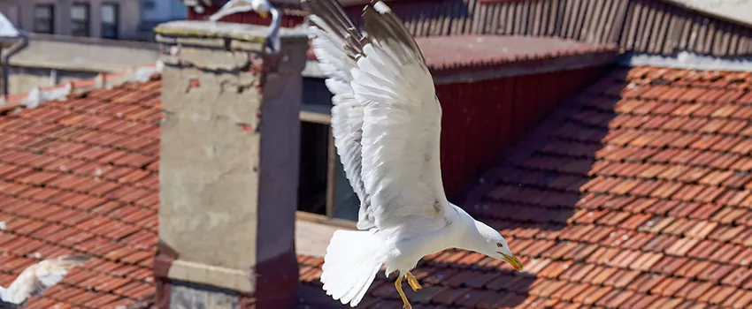 Residential Chimney Animal Removal Solution in Southbridge, MA